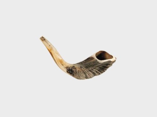 Shofar de cuerno de carnero de 12"-13"