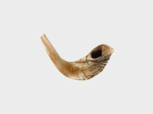 Shofar Ram horn 1517 102.99 Shofar de cuerno de carnero de 15 - 17 pulgadas