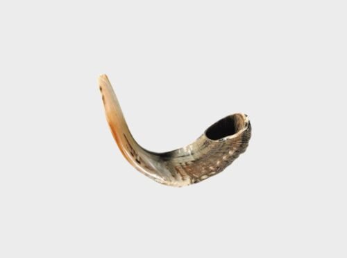 Shofar de cuerno de carnero de 18" - 19"