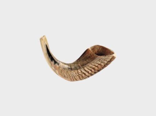 Shofar cuerno de carnero 8-10