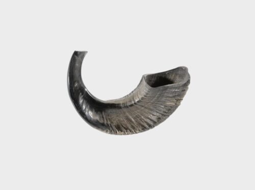 Shofar de cuerno de carnero de curva natural de 13" a 14"
