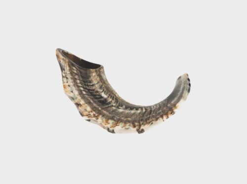 Shofar de Cuerno de Carnero con Curvatura Natural 15"- 17"
