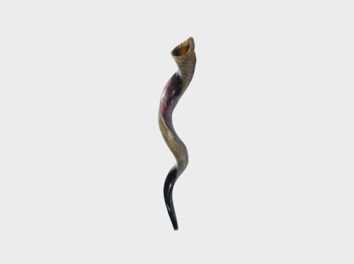 Shofar Grande de 36" a 39" Hecho en Israel