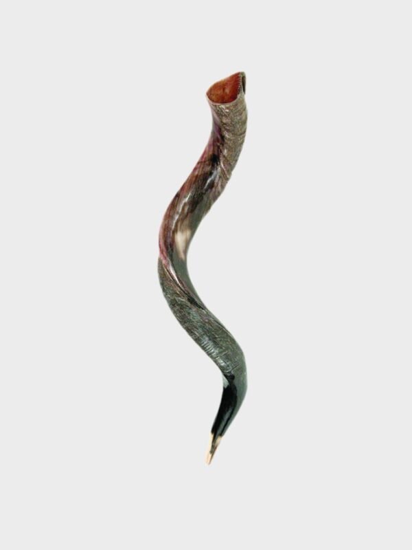 Shofar  Pequeño de 26" a 31" Hecho en Israel